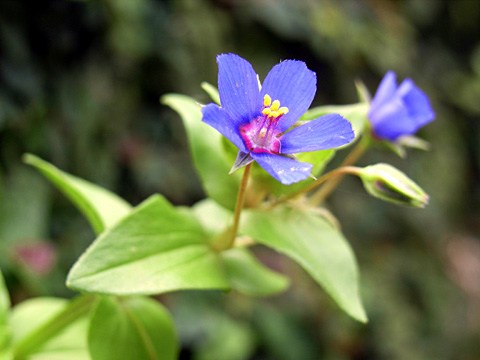 ルリハコベ ルリハコベ