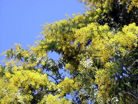 ミモザ開花 ミモザ開花