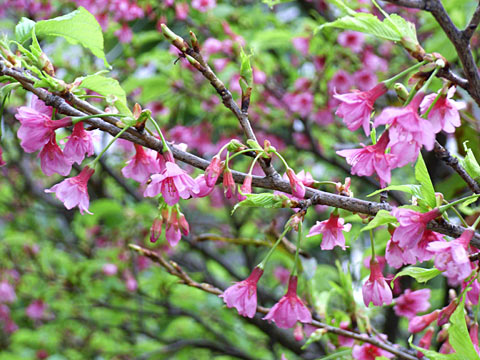 カンヒザクラ カンヒザクラ