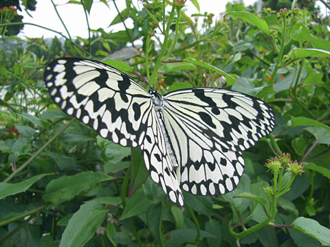 オオゴマダラ オオゴマダラ