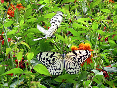 オオゴマダラ求愛 オオゴマダラ求愛
