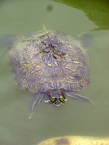 ミシシッピーアカミミガメ ミシシッピーアカミミガメ