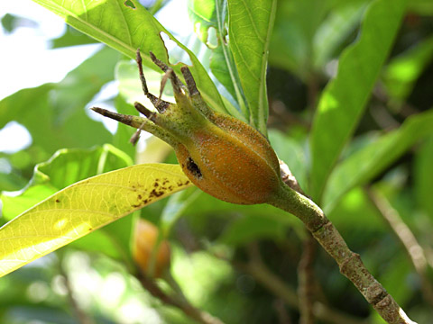 クチナシの実 クチナシの実