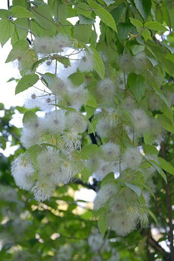 ビロードボタンヅル ビロードボタンヅル