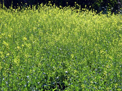 カラシナ カラシナ