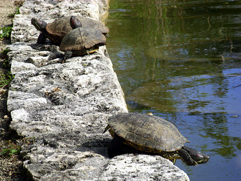 ミシシッピーアカミミガメ ミシシッピーアカミミガメ