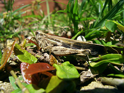 マダラバッタ マダラバッタ