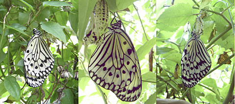 オオゴマダラ羽化 オオゴマダラ羽化