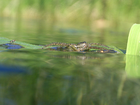 キクヅキコモリグモ