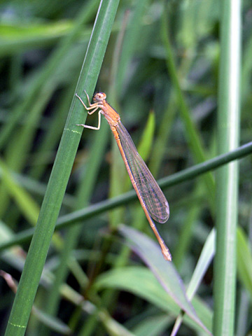 アオモンイトトンボ未成熟虫