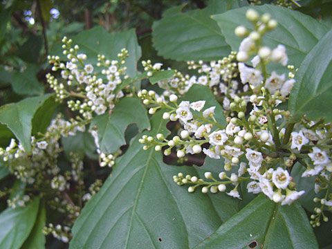 シマイズセンリョウ