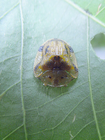 ヨツモンカメノコハムシ