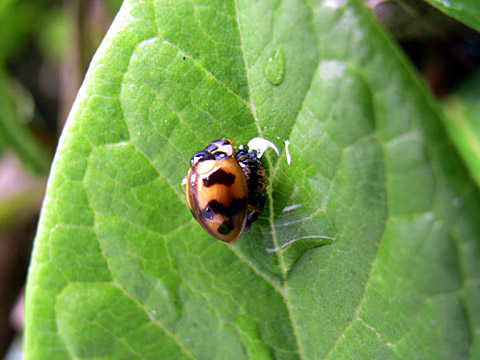 ダンダラテントウ