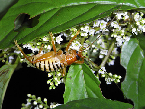 コバネコロギス