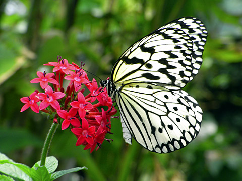 オオゴマダラ(200mm相当)