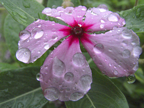 ニチニチソウ(ISO400）