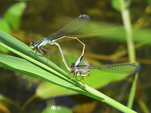 アオモンイトトンボ