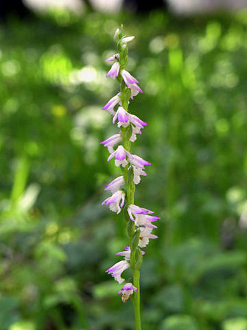 ナンゴクネジバナ