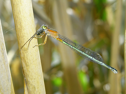 アオモンイトトンボ未成熟虫(ISO64)