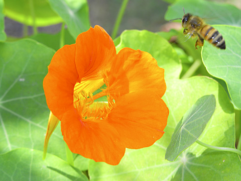 セイヨウミツバチ(ISO64)