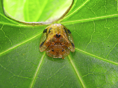 ヨツモンカメノコハムシ(ISO400)