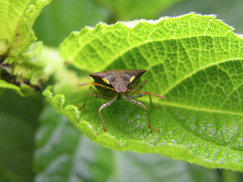 タイワントゲカメムシ(ISO200)