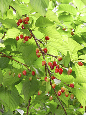 カンヒザクラ実