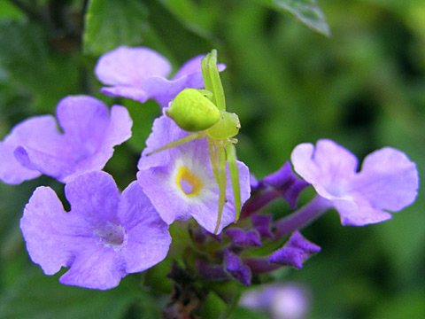 コハナグモ？(ISO200)