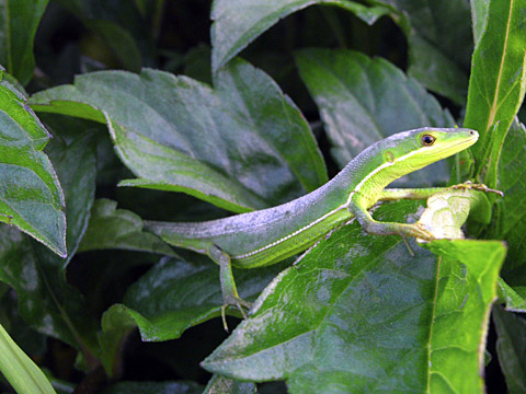 アオカナヘビ(ISO200)