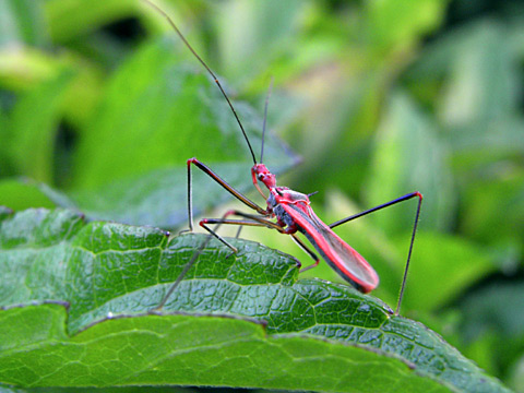 キベリヒゲナガサシガメ(ISO200)