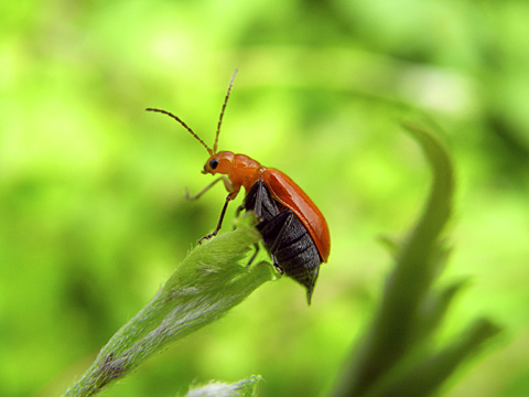 ウリハムシ ウリハムシ