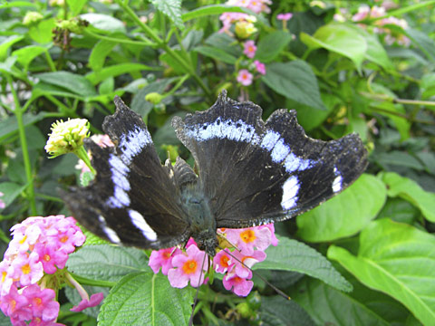 ルリタテハ ルリタテハ