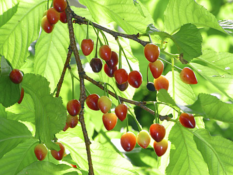 カンヒザクラ実 カンヒザクラ実