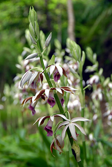 カクチョウラン カクチョウラン