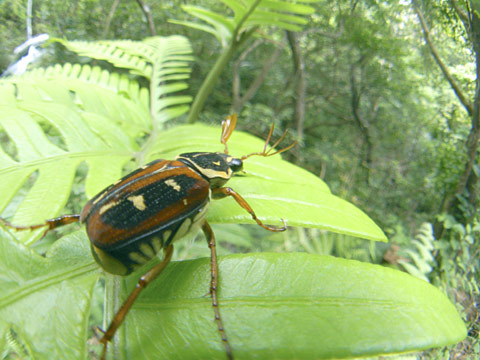 オオシマオオトラフコガネ オオシマオオトラフコガネ