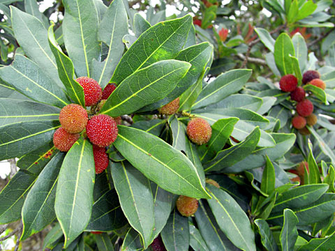 ヤマモモ実 ヤマモモ実