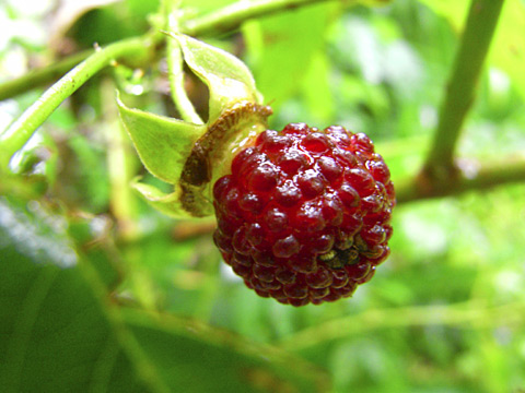 リュウキュウバライチゴ リュウキュウバライチゴ