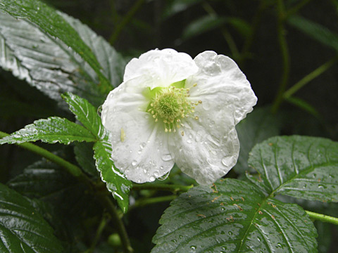 リュウキュウバライチゴ リュウキュウバライチゴ