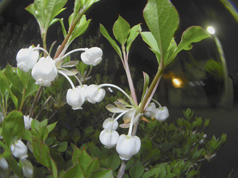 ドウダンツツジ ドウダンツツジ