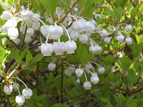 ドウダンツツジ ドウダンツツジ