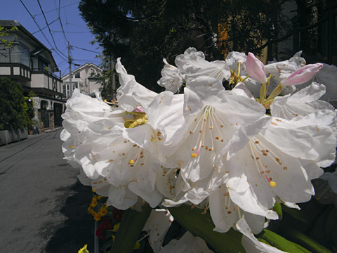シャクナゲ シャクナゲ