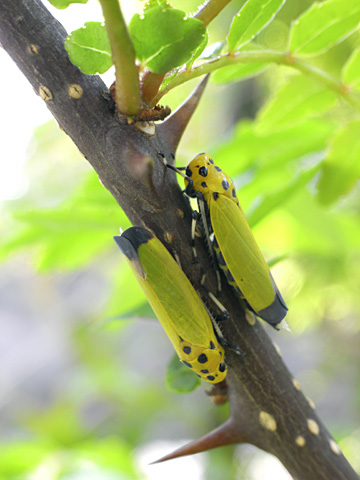 ツマグロオオヨコバイ ツマグロオオヨコバイ