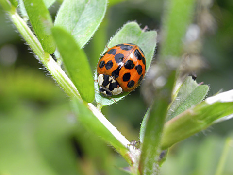 ナミテントウ ナミテントウ