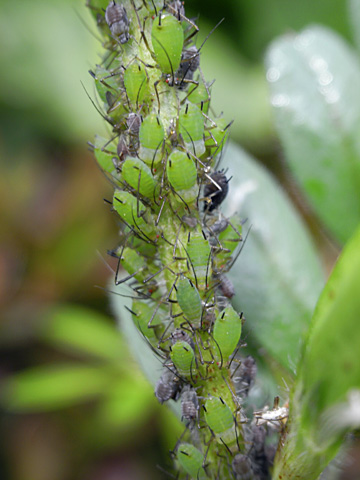 アブラムシの一種 アブラムシの一種