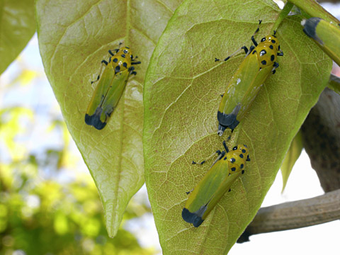 ツマグロオオヨコバイ ツマグロオオヨコバイ