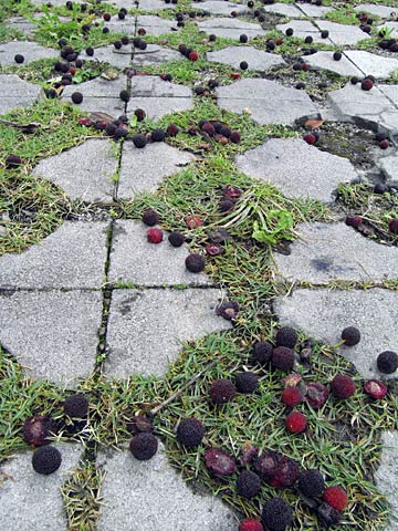 ヤマモモの実 ヤマモモの実