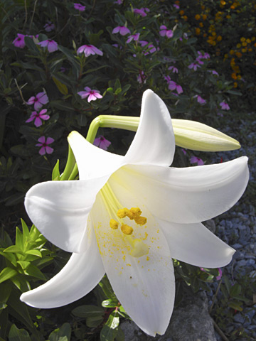 テッポウユリ テッポウユリ