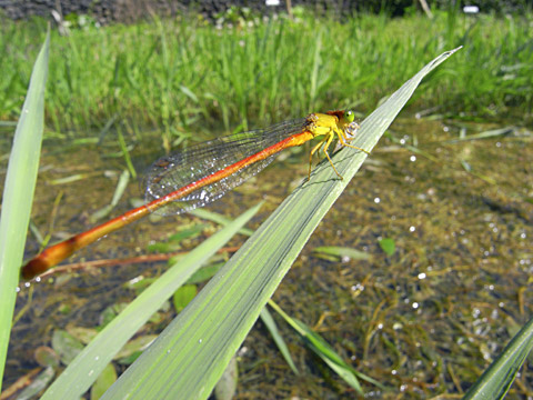 リュウキュウベニイトトンボ リュウキュウベニイトトンボ
