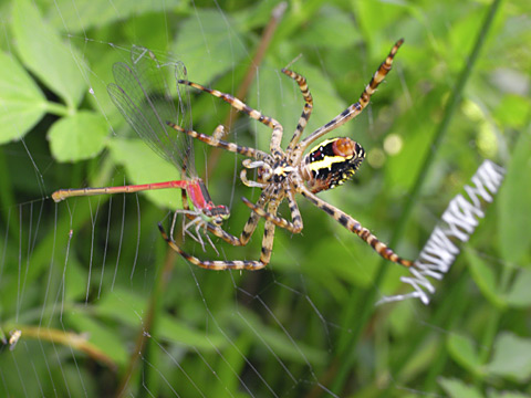 ナガマルコガネグモとコフキヒメイトトンボ ナガマルコガネグモとコフキヒメイトトンボ