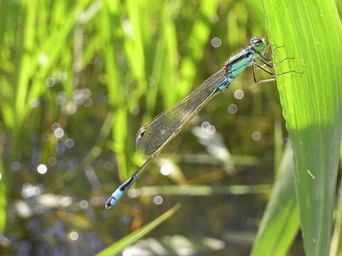 アオモンイトトンボ雄 アオモンイトトンボ雄